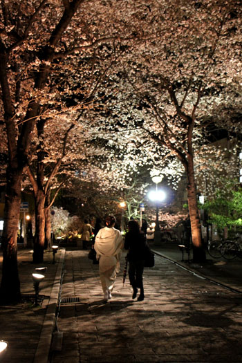 祇園の夜桜_e0048413_2242547.jpg