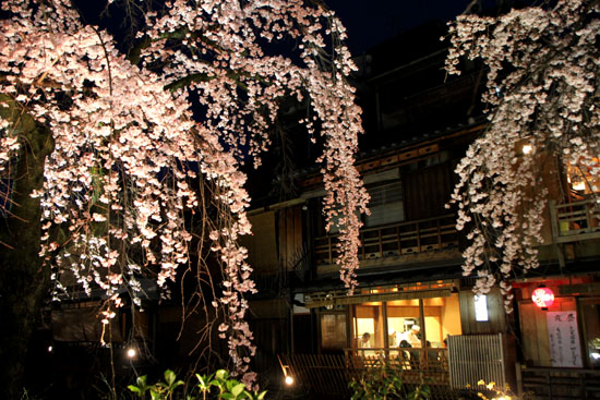 祇園の夜桜_e0048413_22432255.jpg