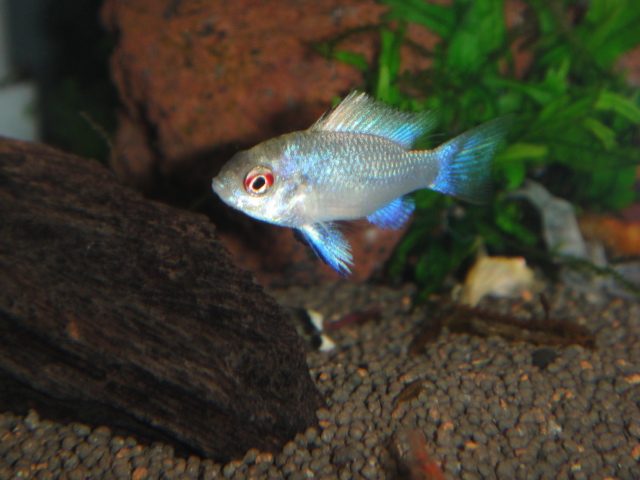 熱帯魚・金魚・水草_f0189122_1923639.jpg