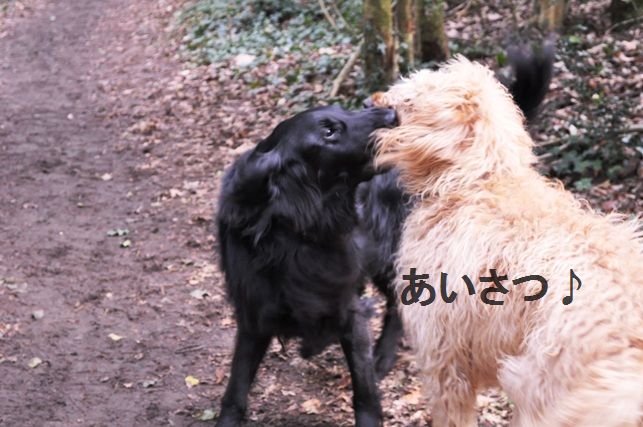 たっぷり野菜のまんまるオムレツ_d0104926_15919100.jpg