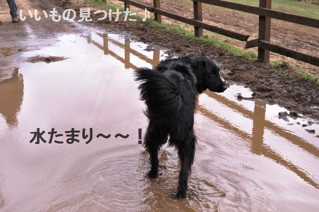 たっぷり野菜のまんまるオムレツ_d0104926_212853.jpg