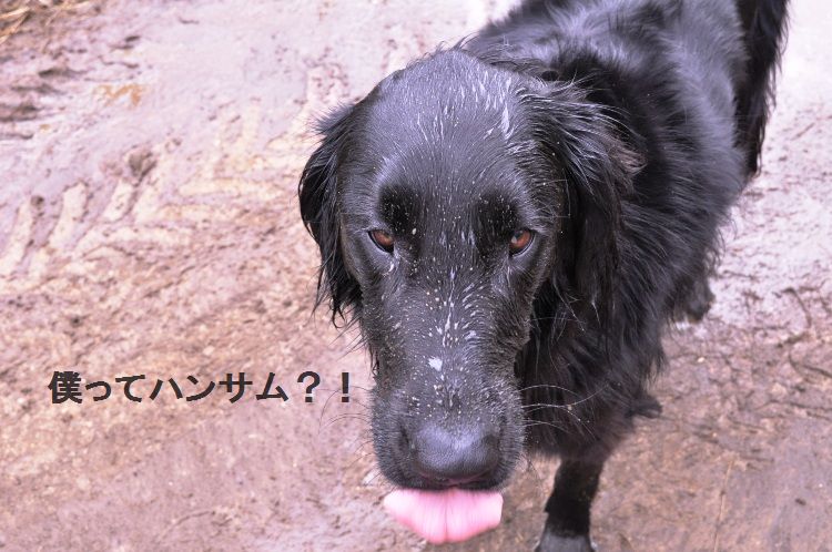 たっぷり野菜のまんまるオムレツ_d0104926_22428.jpg