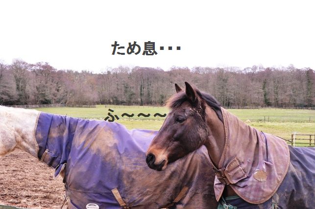 たっぷり野菜のまんまるオムレツ_d0104926_23773.jpg