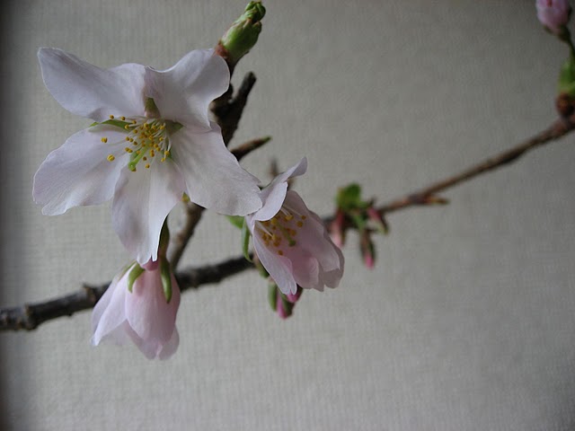 nobuko.kuzeさんの春の苔玉_f0224148_055718.jpg