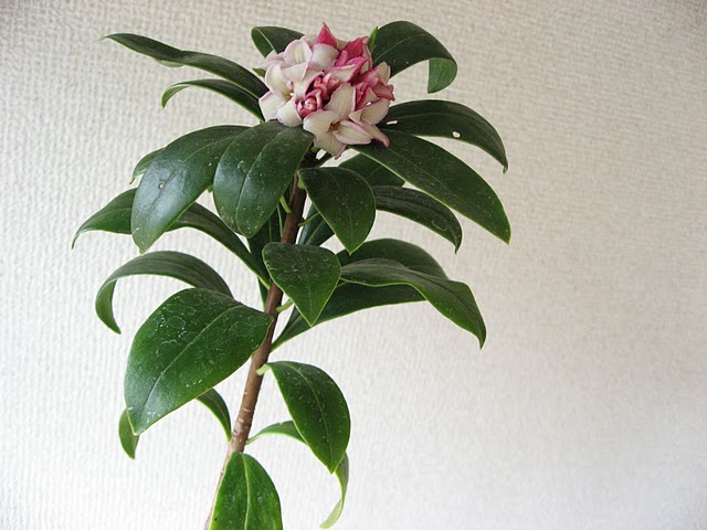 nobuko.kuzeさんの春の苔玉_f0224148_0562195.jpg