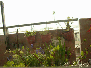 c0176651_15321651.gif