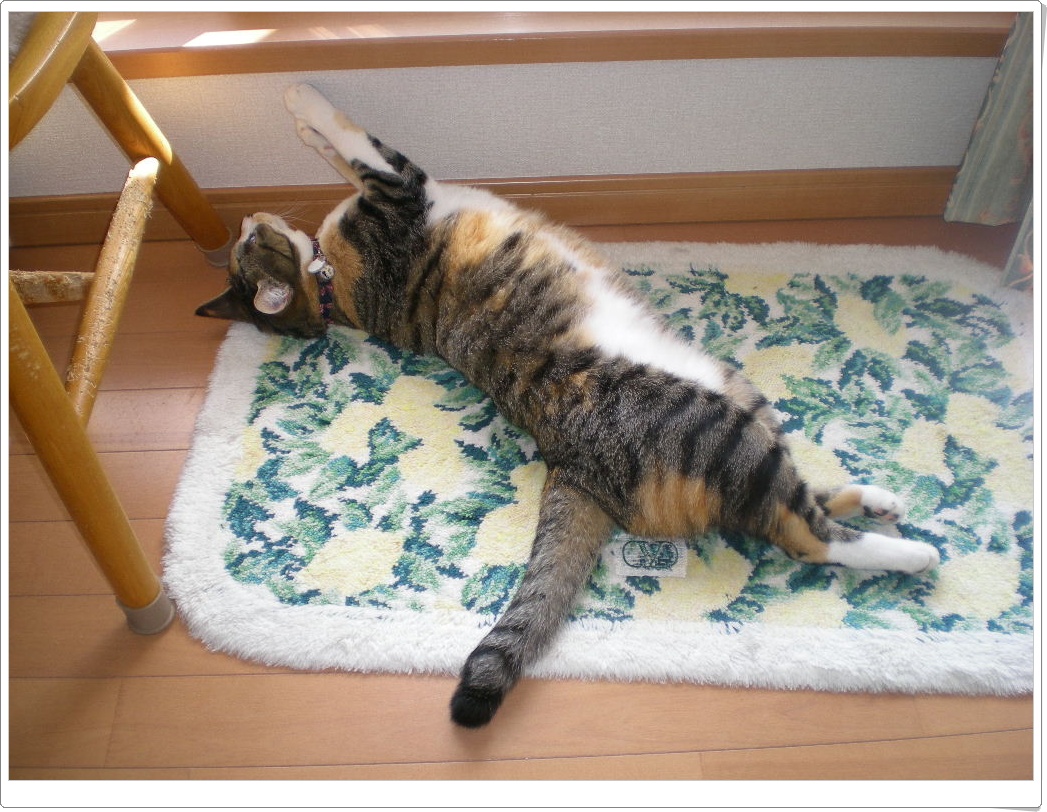 2010年3月25日(木)姉妹バトル!_f0060461_1237744.jpg