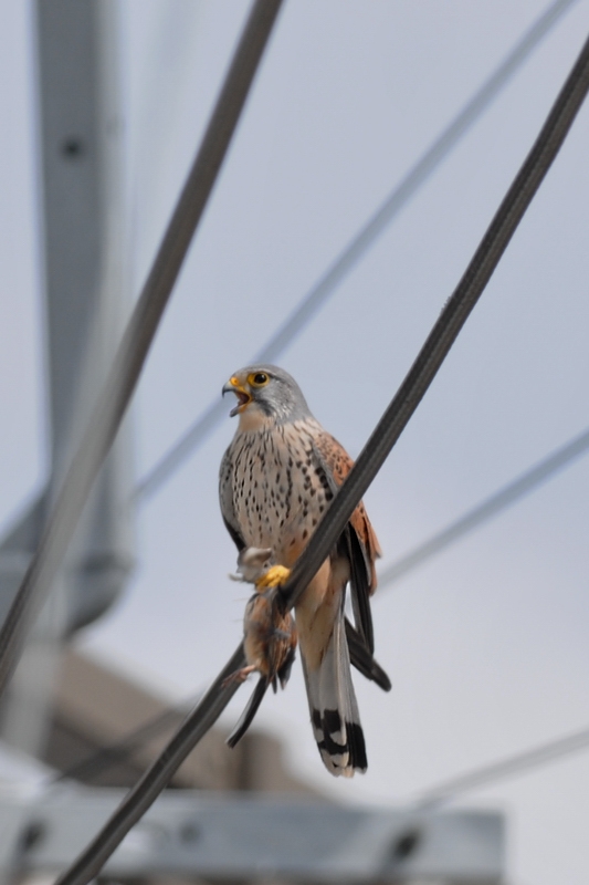 チョウゲンボウ雄雌 ラブラブ編_f0053272_11461889.jpg