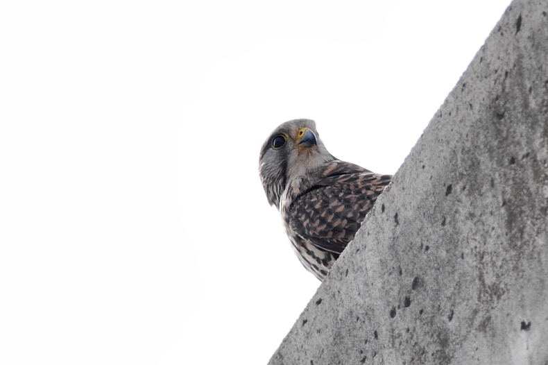 チョウゲンボウ雄雌 ラブラブ編_f0053272_11484624.jpg