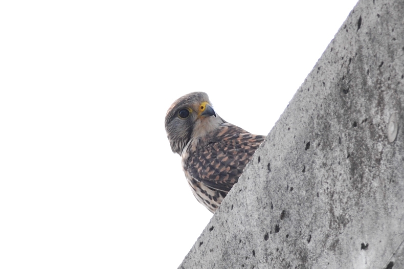 チョウゲンボウ雄雌 ラブラブ編_f0053272_11502938.jpg