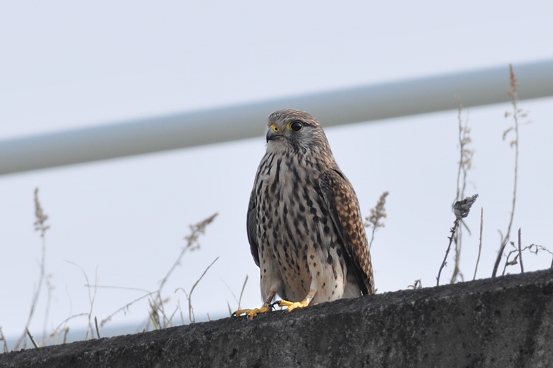 チョウゲンボウ雄雌 ラブラブ編_f0053272_11541898.jpg