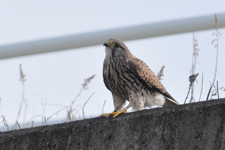 チョウゲンボウ雄雌 ラブラブ編_f0053272_11544081.jpg