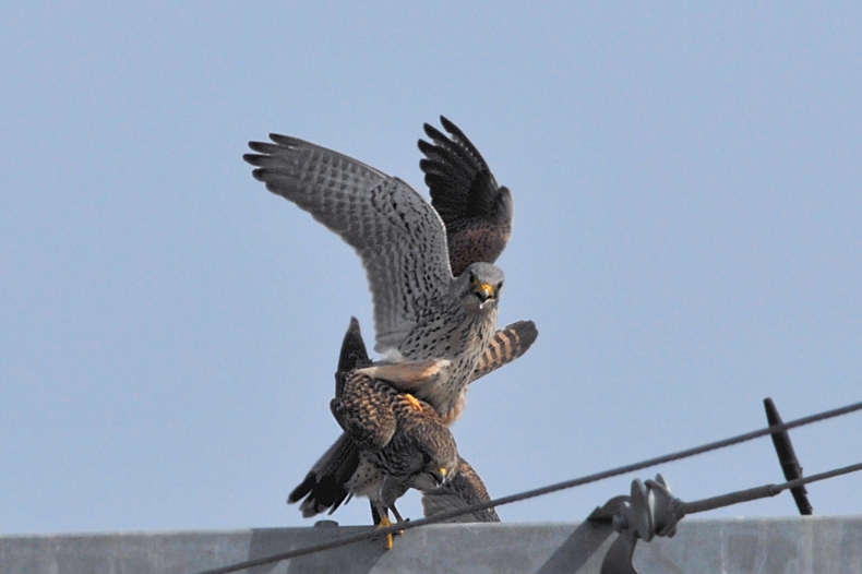 チョウゲンボウ雄雌 ラブラブ編_f0053272_1241174.jpg