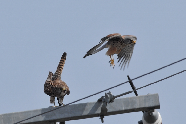 チョウゲンボウ雄雌 ラブラブ編_f0053272_12414555.jpg