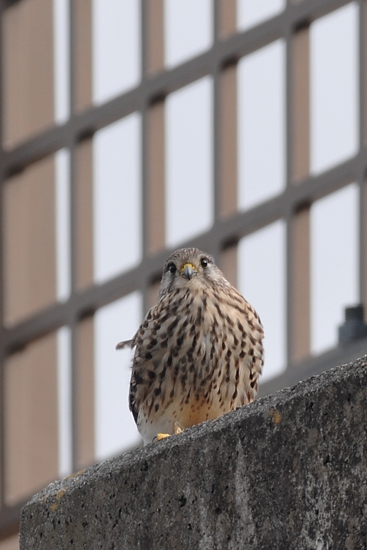 チョウゲンボウ雄雌 ラブラブ編_f0053272_1241855.jpg