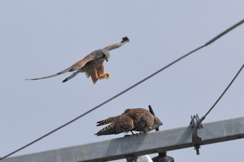 チョウゲンボウ雄雌 ラブラブ編_f0053272_1262679.jpg