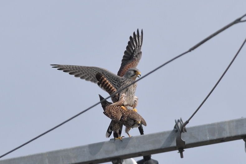 チョウゲンボウ雄雌 ラブラブ編_f0053272_1275027.jpg