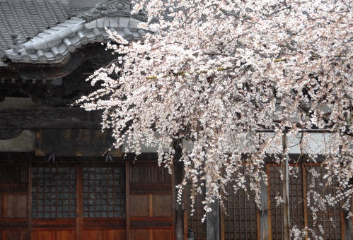 趣味の写真・・・行福寺　　豊田市_b0105374_18505523.jpg