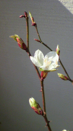 b0117375_99251.jpg
