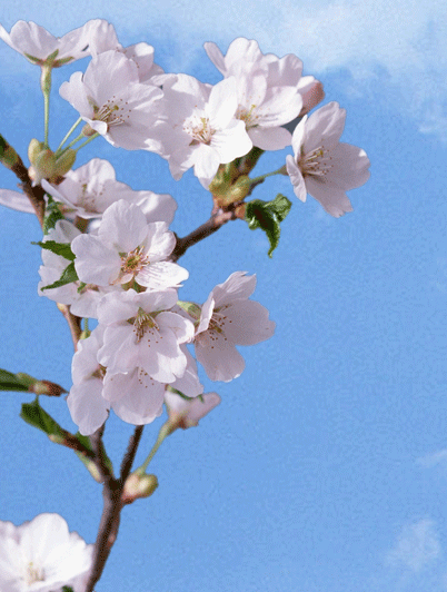 c0095679_13454152.gif