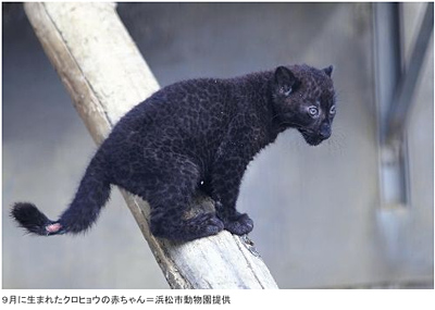 クロヒョウ親子 ナイとリリ 猫小屋diary クロヒョウ親子 ナイとリリ 猫小屋diary