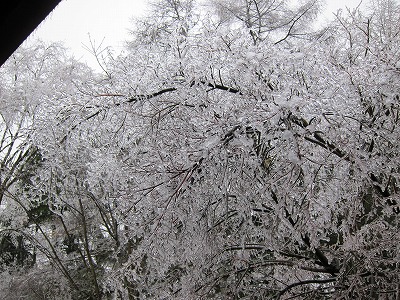 Ice Storm_d0133485_1516531.jpg