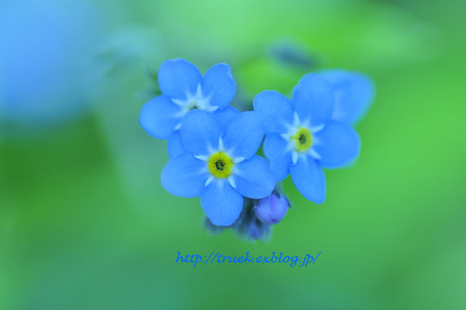 Forget-me-not・・・_b0186790_2374030.jpg