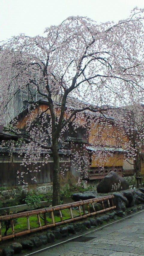 桜が咲き始めています。_c0108595_6375775.jpg