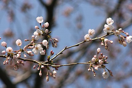 ＳＡＫＵＲＡ_b0021297_8513548.jpg