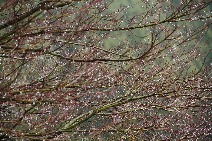 水滴の花_e0135098_7205040.jpg