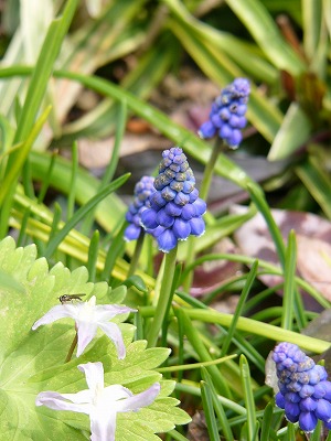 やっと晴れた!!　嬉しそうなお花達♪_a0123003_188530.jpg