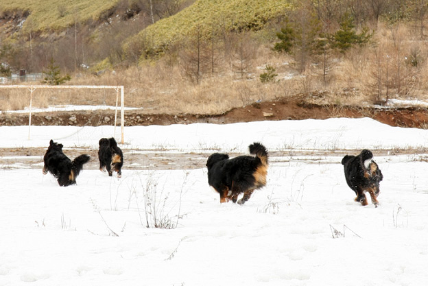 March 21, 2010／晴れのち吹雪_f0137508_1146378.jpg