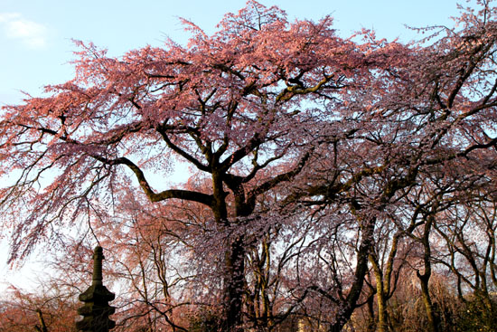 佐野桜園_e0048413_21114947.jpg