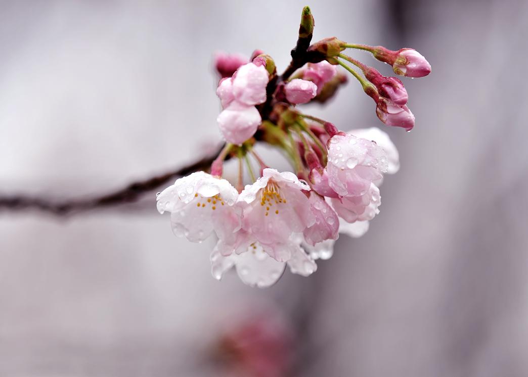 雨の中の「桜」_c0046520_2035080.jpg