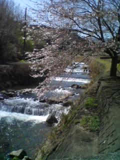 狩野川水系(帰京前のアマゴ)_a0097823_13301414.jpg