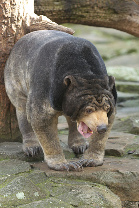 wieder Berliner Zoo_a0091329_21545221.jpg