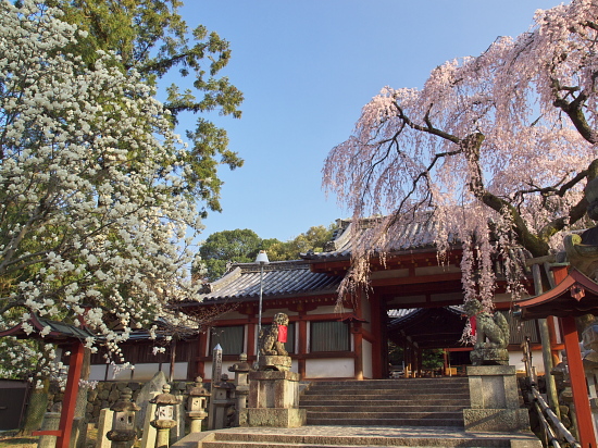 桜花巡礼2010～奈良・氷室神社～　(3/22)_e0080133_014684.jpg