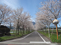 2010まきばの桜まつり…_b0170834_23364321.jpg