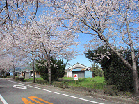 2010まきばの桜まつり…_b0170834_23365597.jpg