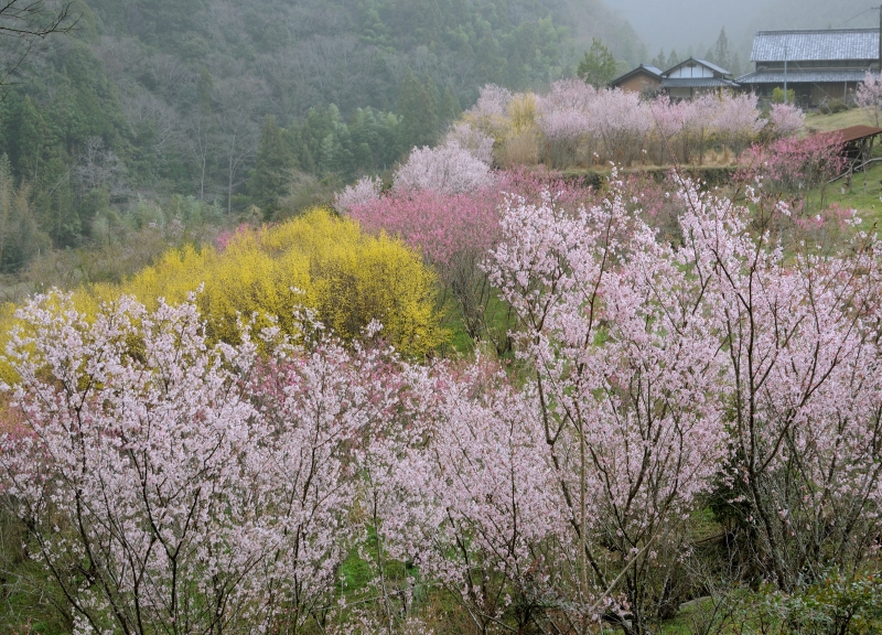 春本番！山里の春景色Ⅲ_b0147449_18344512.jpg