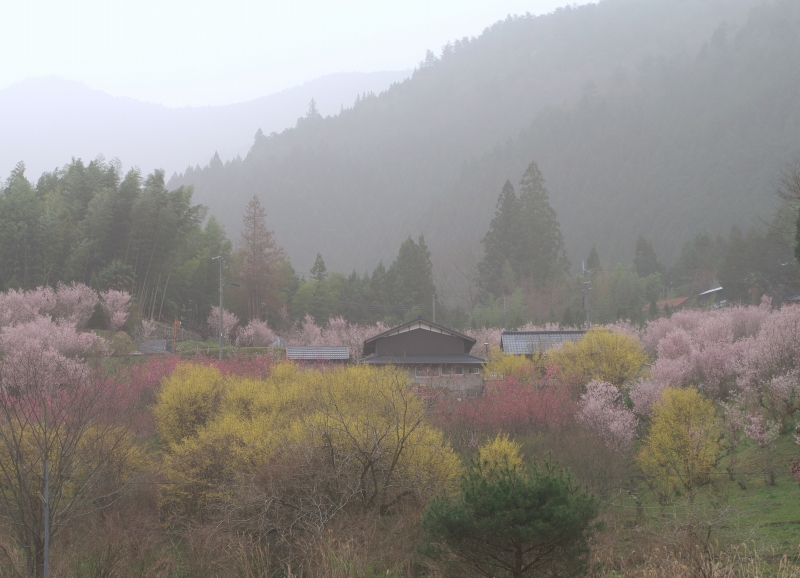 春本番！山里の春景色Ⅲ_b0147449_1835058.jpg