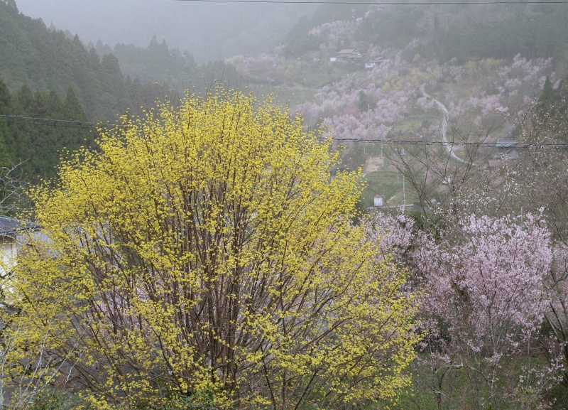 春本番！山里の春景色Ⅲ_b0147449_18351466.jpg