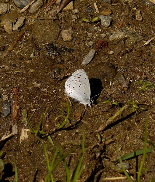 d0091754_4673.jpg