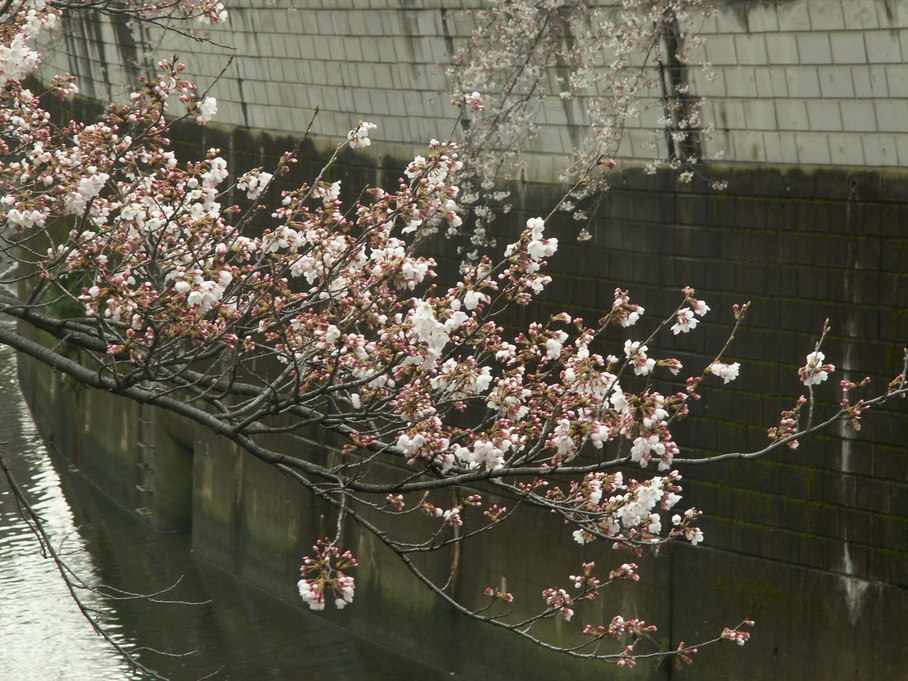 江戸川公園桜便り・・・_a0163155_1039968.jpg