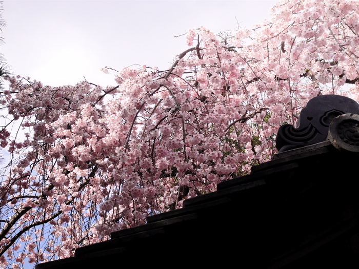 大石内蔵助　縁の寺で。　京都山科・岩屋寺。_e0125762_0234879.jpg