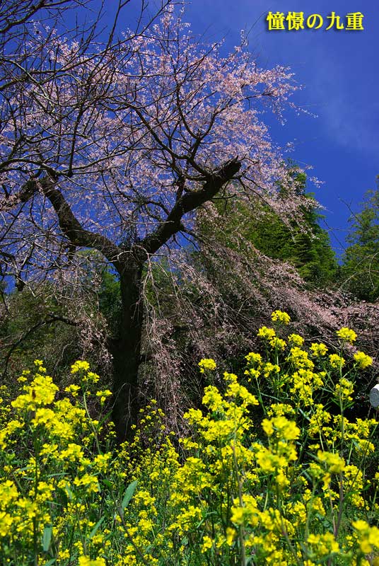 みやま市の枝垂桜_f0173067_1010212.jpg