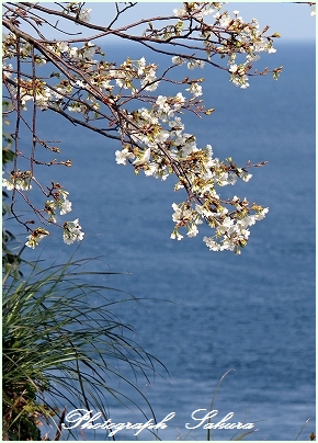 長島花の島_d0102968_7222860.jpg