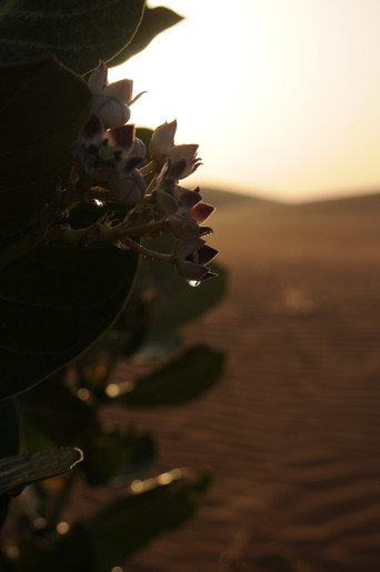 e0066474_3446.jpg
