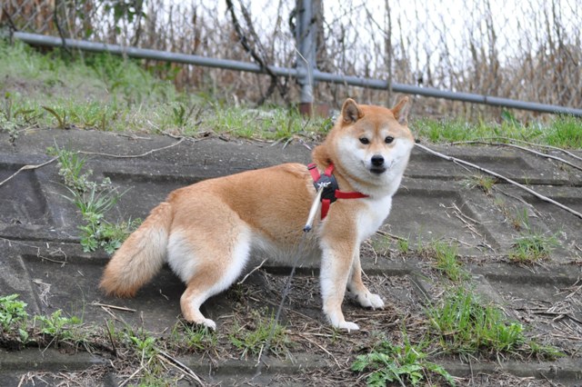 ああ、びっくりした!!_a0126590_9543538.jpg