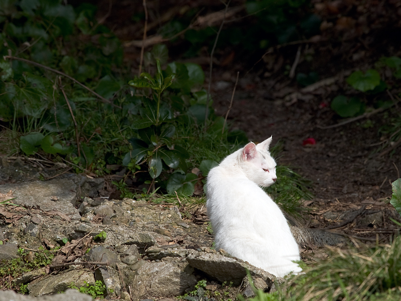 広島の猫#488_c0191394_024424.jpg